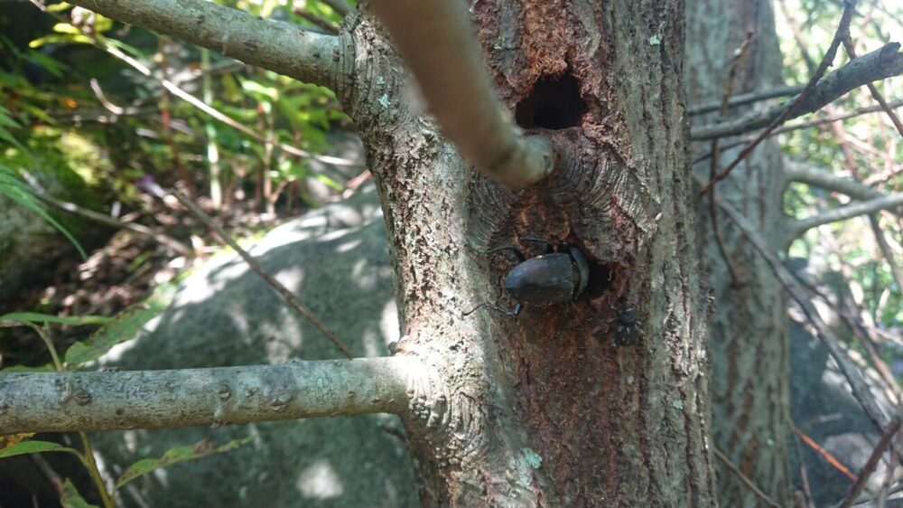 クワガタ カブトムシ クワリウム 天然ウロ 止まり木 隠れ家 - 虫類用品